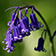 Bluebell Bulbs