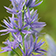 Camassia Bulbs