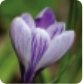 Crocus Bulbs