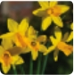 Daffodil Bulbs