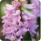 Hyacinth bulbs