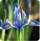 Iris Bulbs