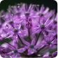 Top 10 Alliums