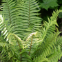 Fern plants